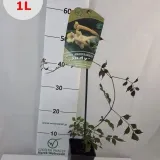 milin-amerykanski-judy-1l-nazwa-lacinska-campsis-radicans