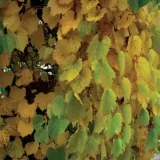 winorosl-pachnaca-2l