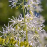 winorosl-pachnaca-2l-rodzaj-rosliny-winorosl-ozdobna