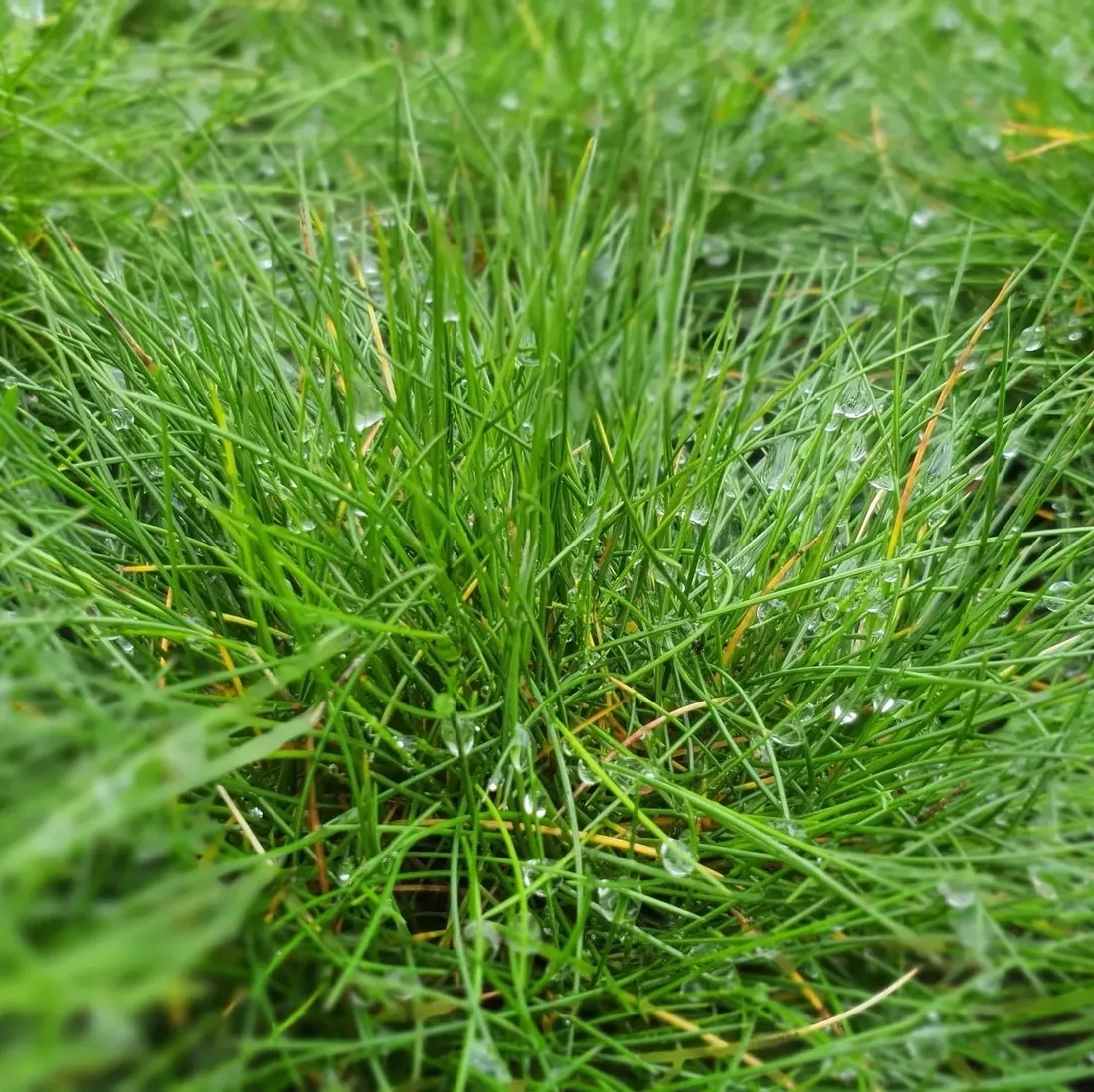 kostrzewa-miotlasta-1l