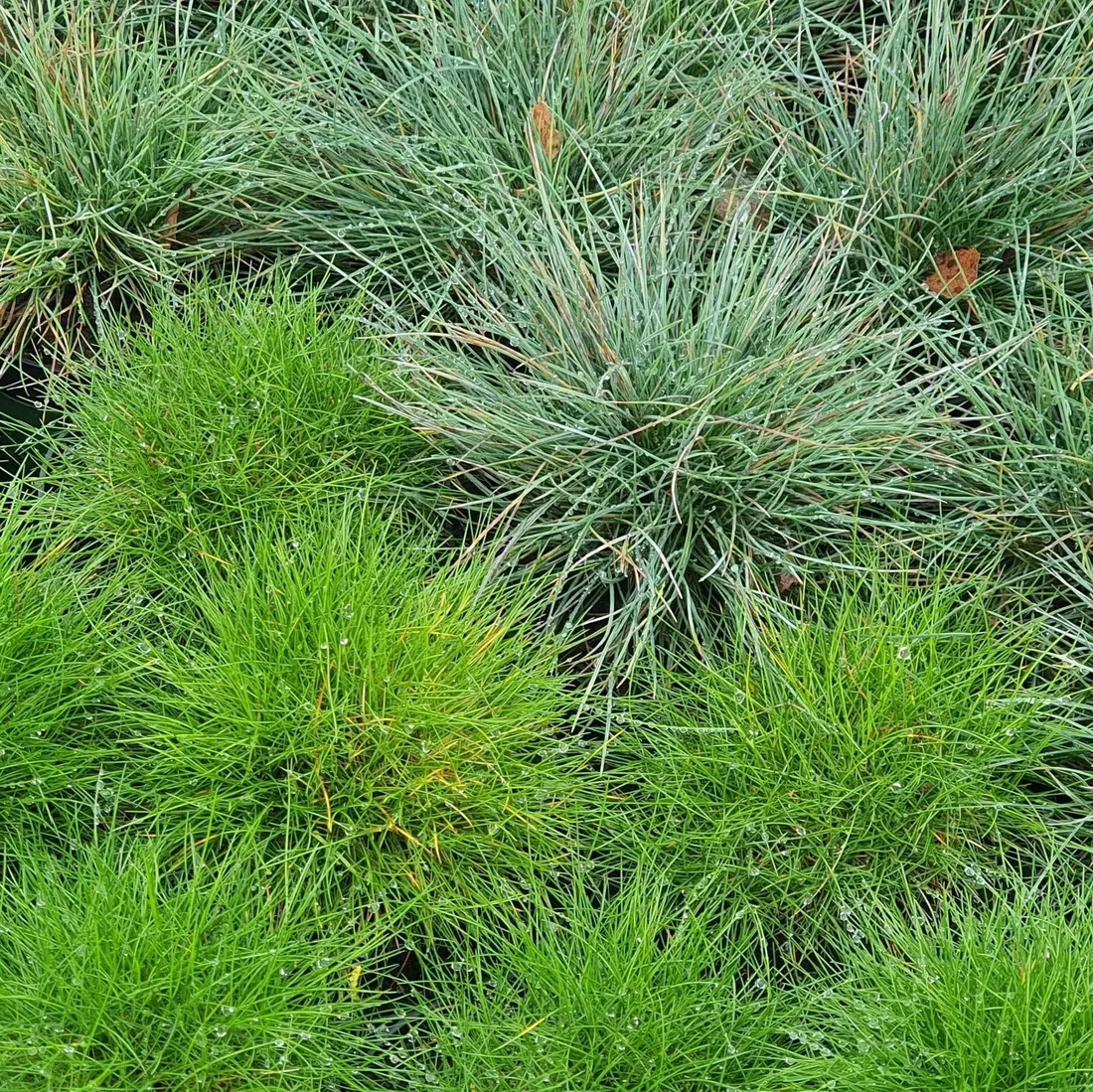 kostrzewa-miotlasta-1l