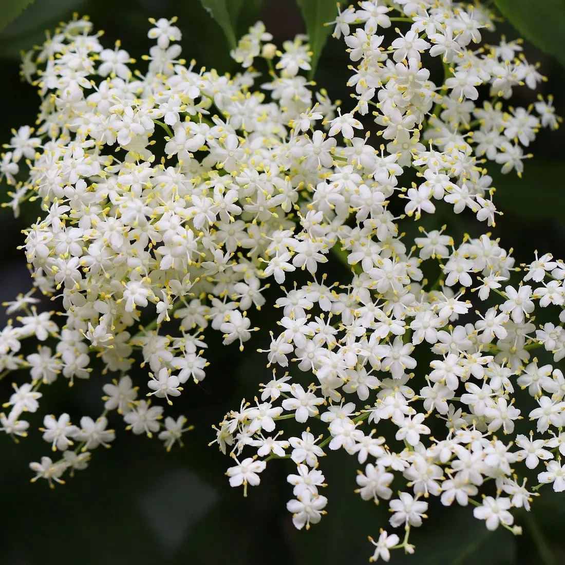 bez-czarny-sampo-2l-styl-ogrod-srodziemnomorski-ogrod-wiejski-ogrod-skalny-ogrod-nowoczesny-ogrod-japonski