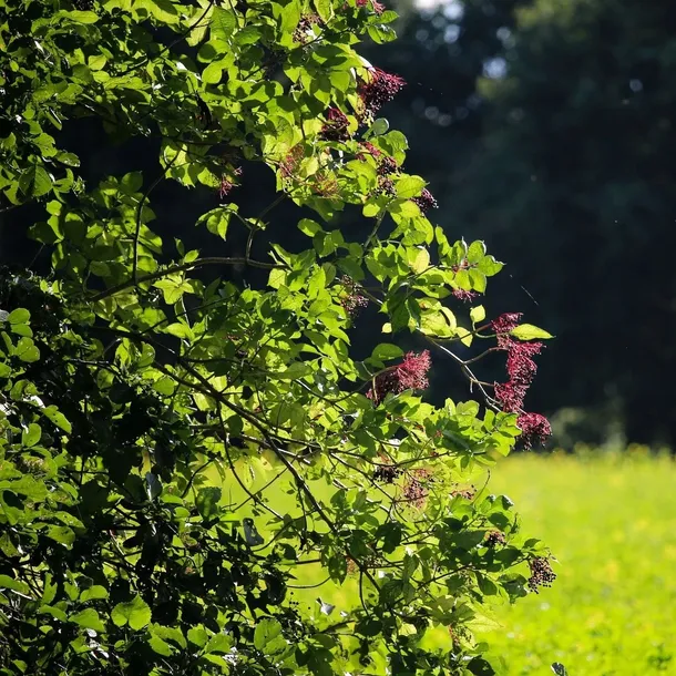 bez-czarny-sampo-2l-odmiana-sampo