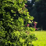 bez-czarny-sampo-2l-odmiana-sampo