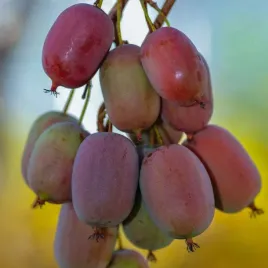 aktinidia-kens-red-ostrolistna-zenska-2l