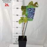 winorosl-nero-2l-styl-ogrod-srodziemnomorski-ogrod-wiejski-ogrod-skalny-ogrod-nowoczesny-ogrod-japonski