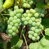 winorosl-ontario-2l-styl-ogrod-srodziemnomorski-ogrod-wiejski-ogrod-skalny-ogrod-nowoczesny-ogrod-japonski