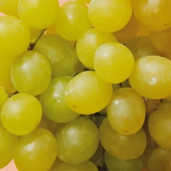 winorosl-suwile-2l-rodzaj-rosliny-winorosl