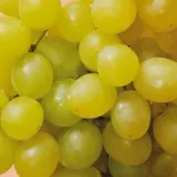 winorosl-suwile-2l-rodzaj-rosliny-winorosl