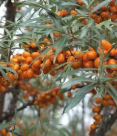 rokitnik-luchistaja-zenski-2l