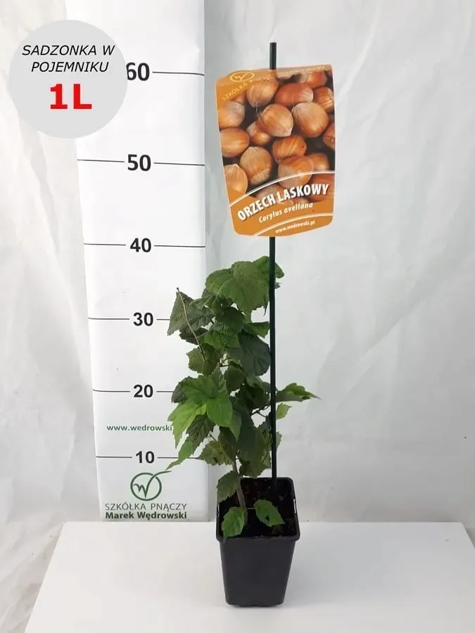 orzech-laskowy-leszczyna-2l