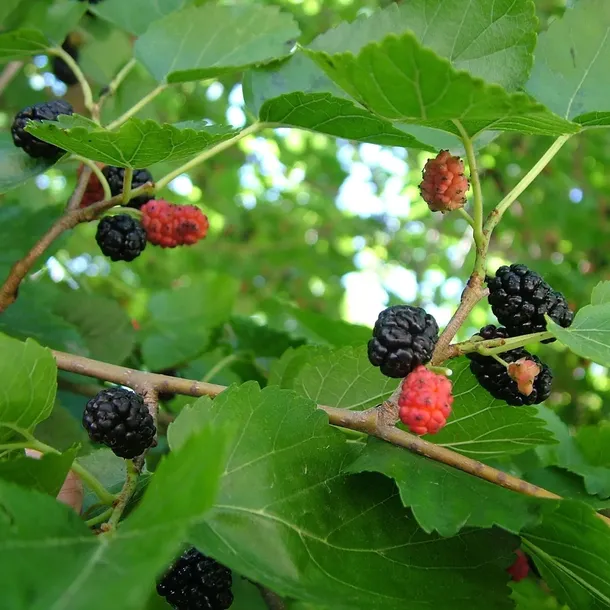 morwa-czarna-negro-2l-rodzaj-rosliny-inny