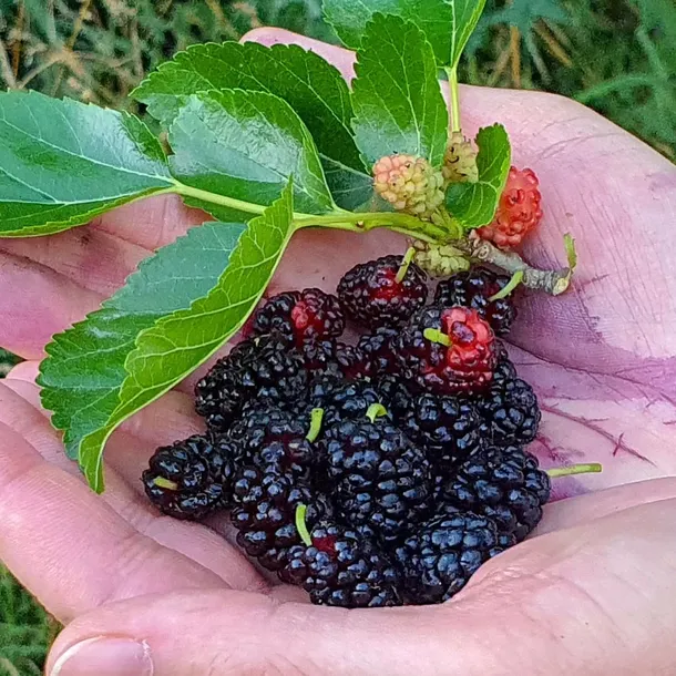 morwa-czarna-negro-2l-stan-nowy