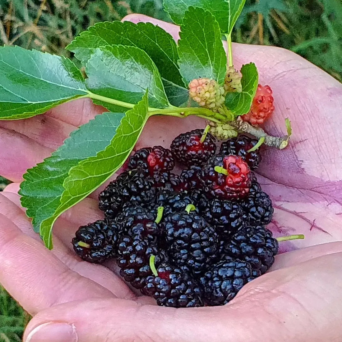 morwa-czarna-negro-2l-styl-ogrod-srodziemnomorski-ogrod-wiejski-ogrod-skalny-ogrod-nowoczesny-ogrod-japonski