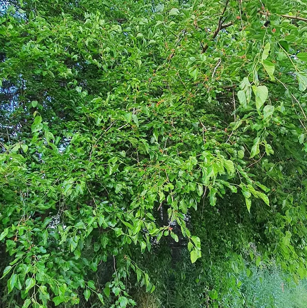 morwa-czarna-negro-2l-odmiana-negro