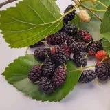 morwa-czarna-negro-2l-producent-szkolka-pnaczy-marek-wedrowski