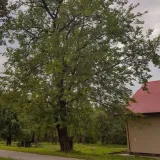 morwa-czarna-negro-2l-nazwa-lacinska-morus-nigra