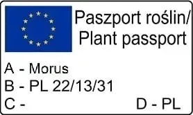 morwa-czarna-negro-2l-styl-ogrod-srodziemnomorski-ogrod-wiejski-ogrod-skalny-ogrod-nowoczesny-ogrod-japonski-odmiana-negro