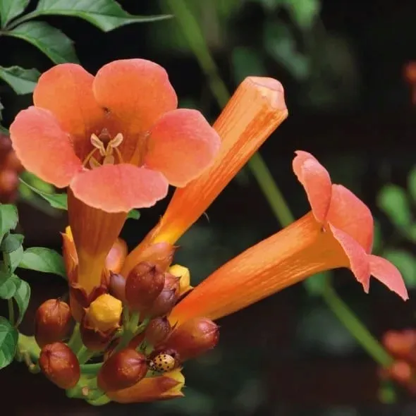 milin-amerykanski-ursynow-1l