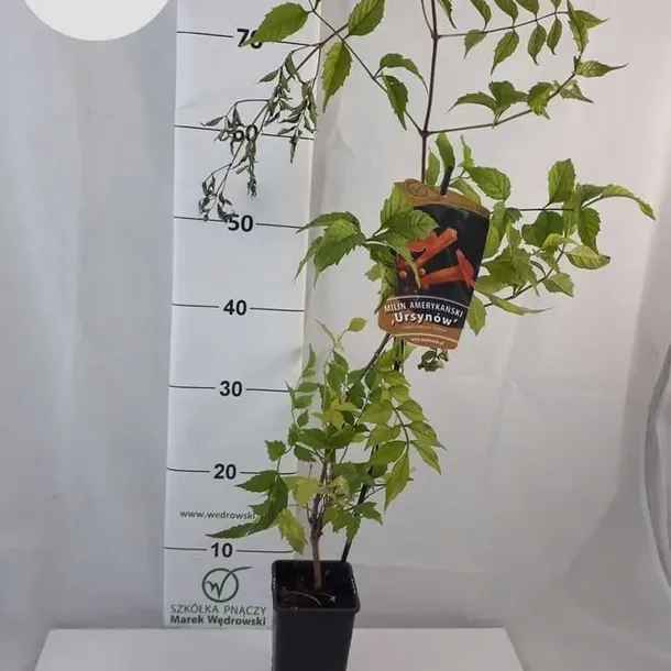 milin-amerykanski-ursynow-1l-producent-szkolka-pnaczy-marek-wedrowski