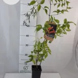 milin-amerykanski-ursynow-1l-producent-szkolka-pnaczy-marek-wedrowski