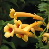 milin-amerykanski-judy-2l