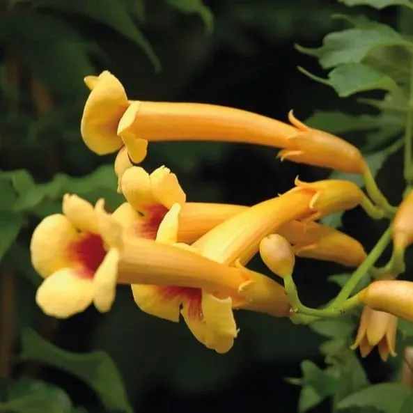 milin-amerykanski-judy-2l