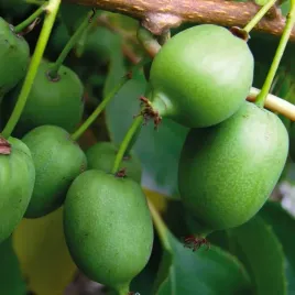 aktinidia-kokuwa-ostrolistna-obuplciowa-2l