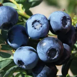 borowka-amerykanska-bluecrop-1l