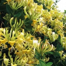 wiciokrzew-graham-thomas-pomorski-2l