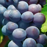 winorosl-agat-donski-2l