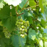 winorosl-aurora-2l-stan-nowy