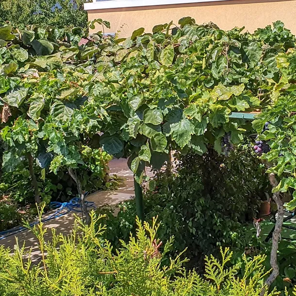 winorosl-aurora-2l-odmiana-aurora