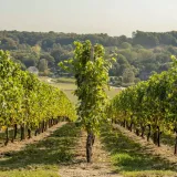 winorosl-aurora-2l-styl-ogrod-srodziemnomorski-ogrod-wiejski-ogrod-skalny-ogrod-nowoczesny-ogrod-japonski-stan-nowy