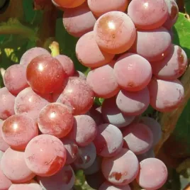 winorosl-canadice-bezpestkowa-2l