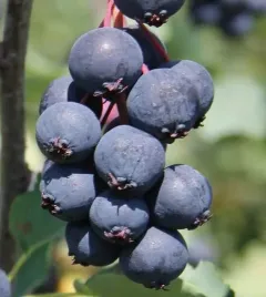 swidosliwa-northline-olcholistna-2l