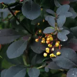 berberys-thunberga-atropurpurea-1l