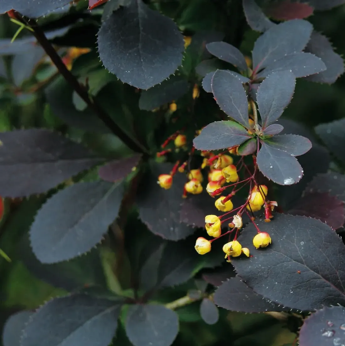 berberys-thunberga-atropurpurea-1l