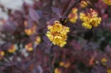 berberys-thunberga-atropurpurea-1l-rodzaj-rosliny-berberysy