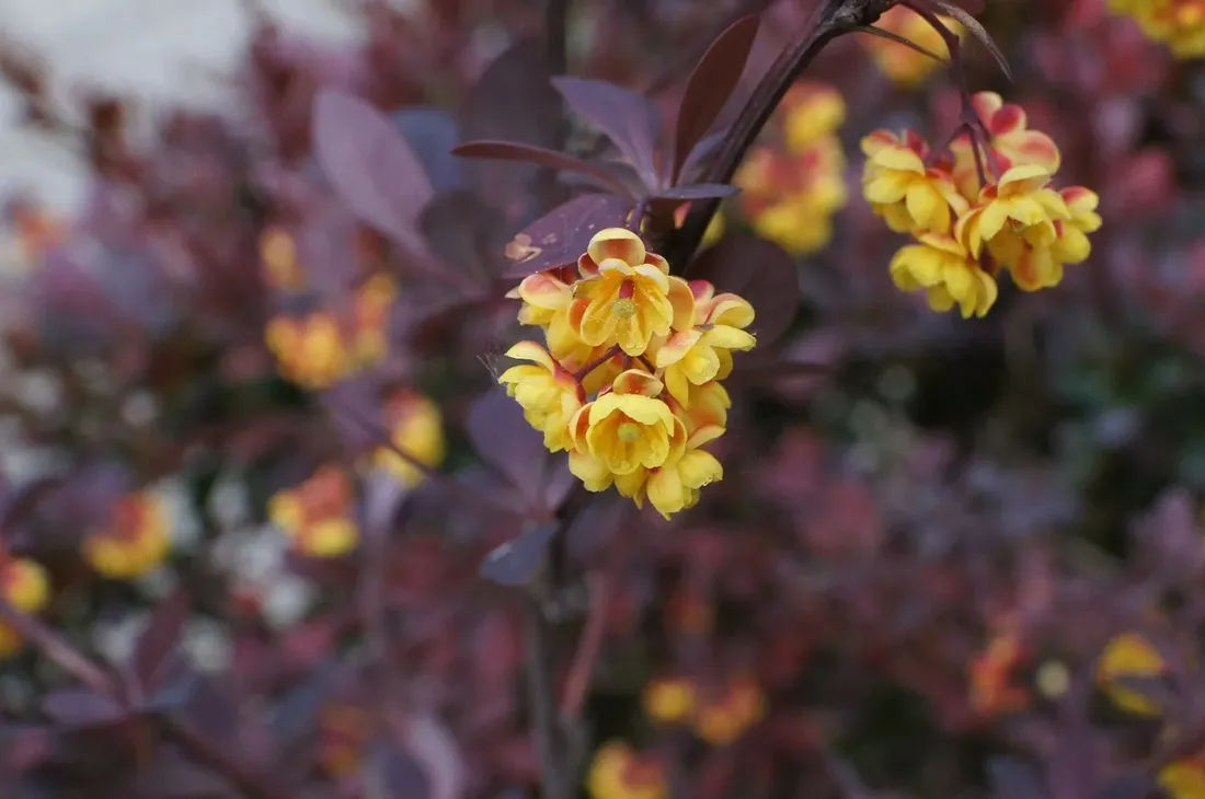 berberys-thunberga-atropurpurea-1l