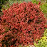 berberys-thunberga-atropurpurea-1l-styl-ogrod-srodziemnomorski-ogrod-wiejski-ogrod-skalny-ogrod-nowoczesny-ogrod-japonski