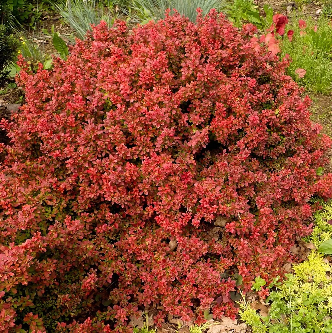 berberys-thunberga-atropurpurea-1l
