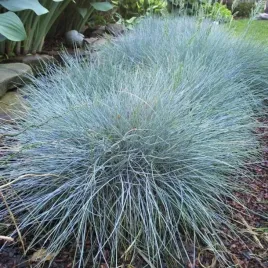 kostrzewa-sina-elijah-blue-1l