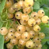 porzeczka-biala-blanka-2l