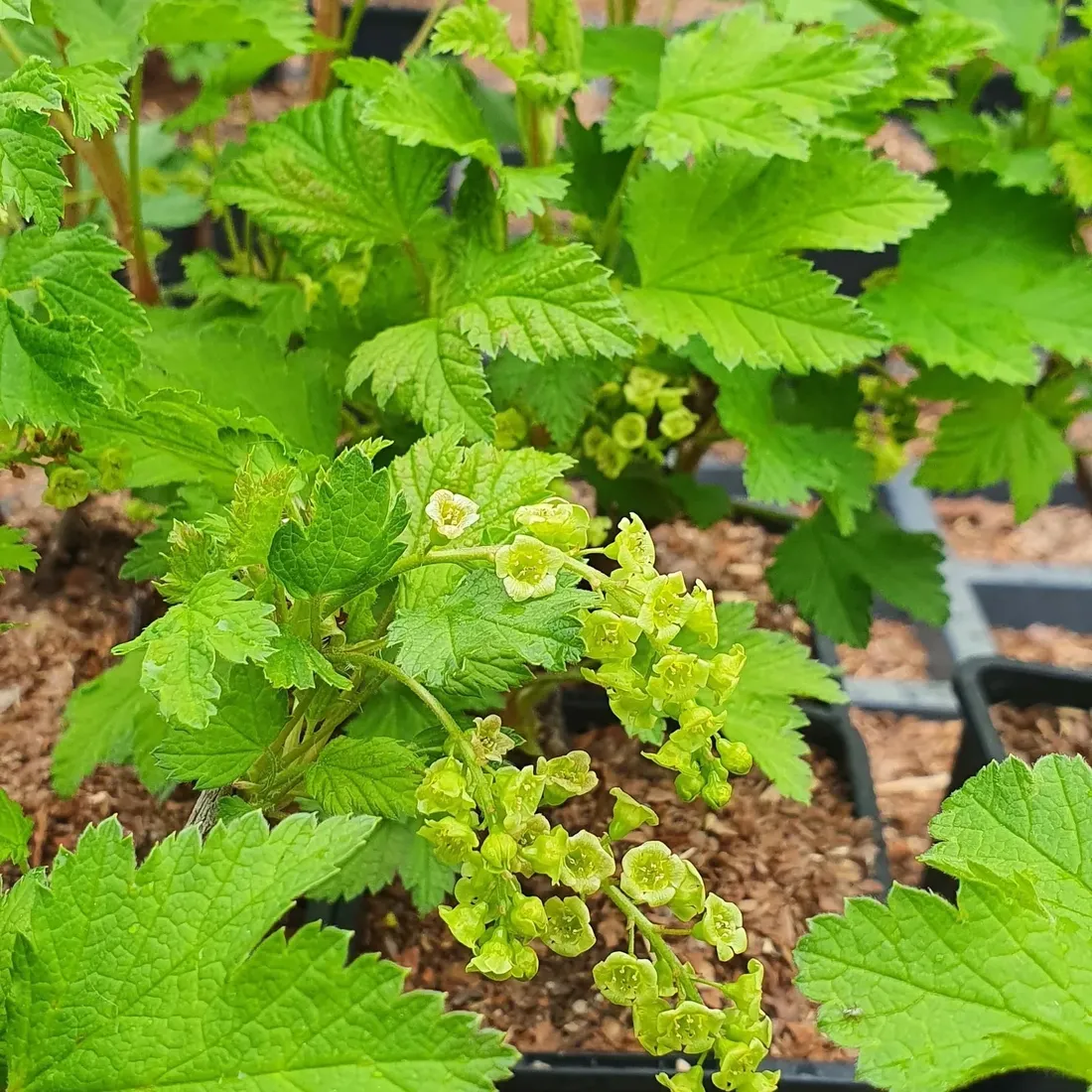 porzeczka-biala-blanka-2l