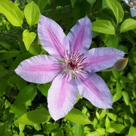 clematis-wielkokwiatowy-nelly-moser-powojnik-kwitnacy-dwa-razy-2l