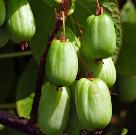 aktinidia-sentyabraskaya-pstrolistna-zenska-kiwi-o-kolorowych-lisciach-2l