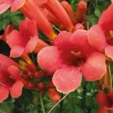 milin-amerykanski-gabor-2l