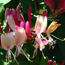 wiciokrzew-american-beauty-heckrotta-2l