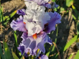 irys-brodkowy-alpine-buterfly-kosaciec-klacze-bialo-fioletowy